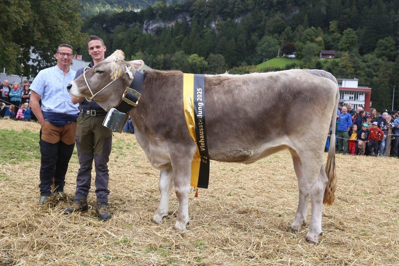 Stolzes Vieh und strahlende Züchterfamilien an der Urner Kantonalen Grossviehschau