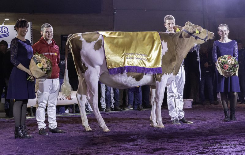 Luzerner Jungzüchter überzeugen an Junior Expo Aargau