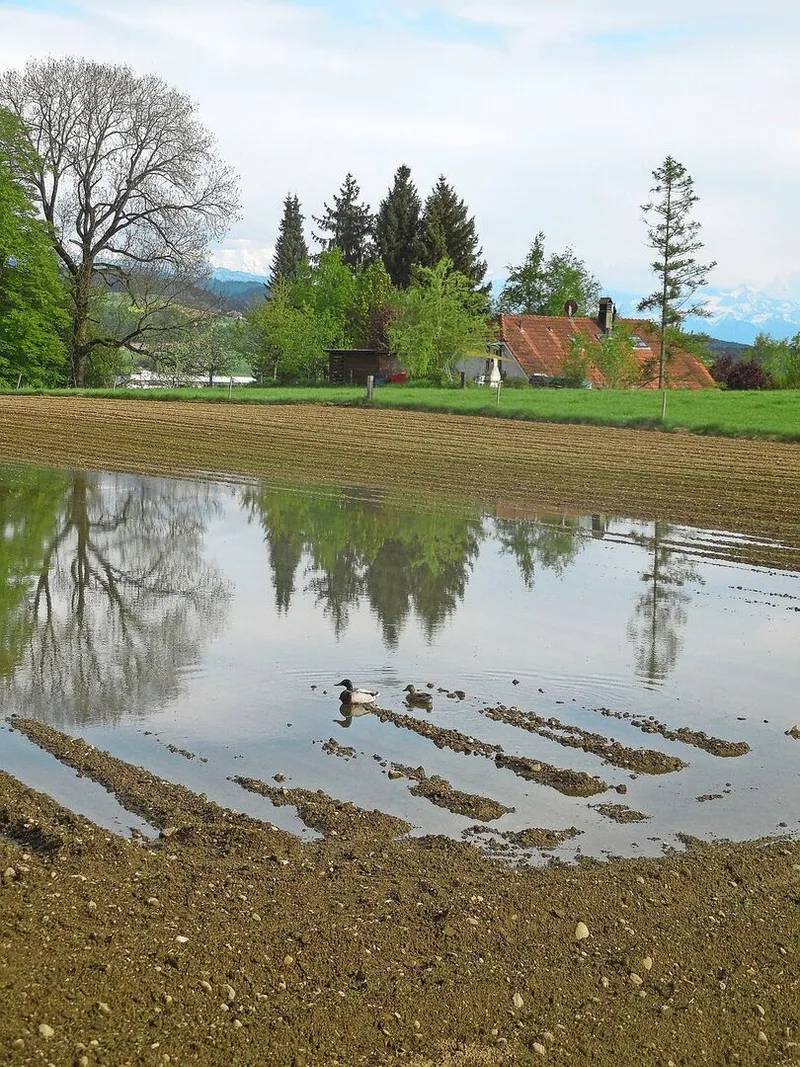 Enten statt Kartoffeln: In Zukunft werden die Wetterextreme weiter zunehmen.
