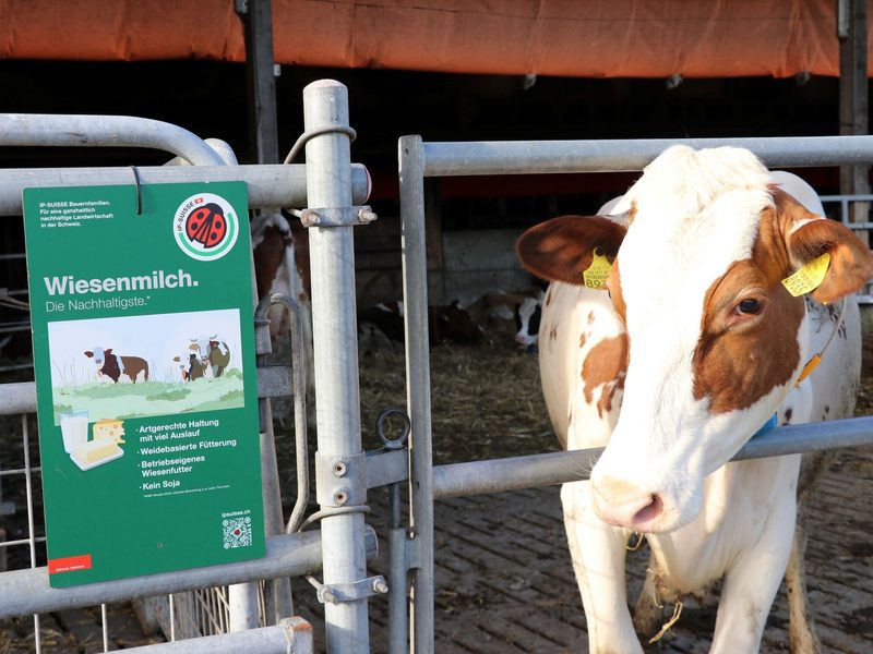 Der Aargau ist ein Hotspot der IP-Käfer-Vermehrung