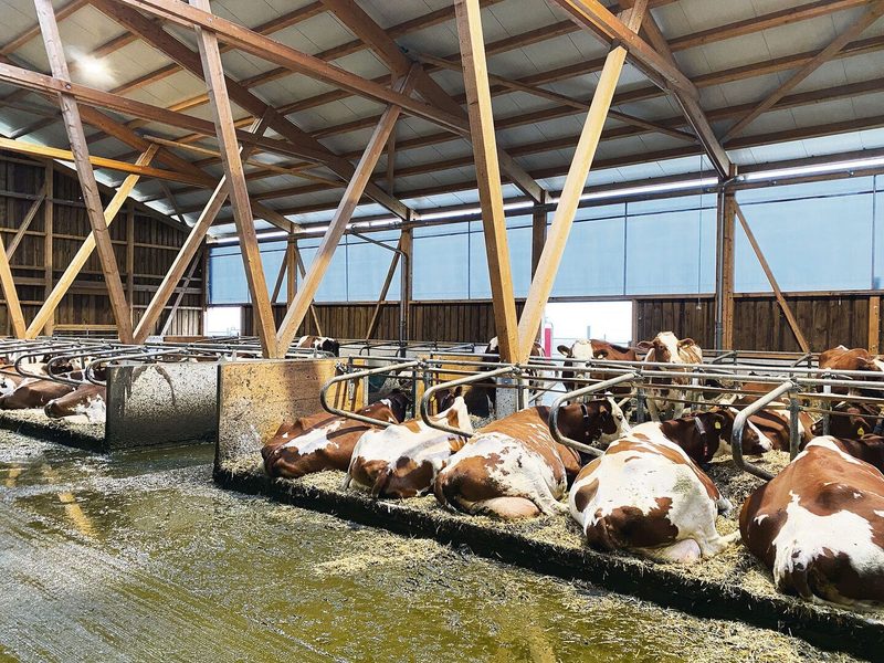 48 Red-Holstein-Kühe hält die Familie Rickli im neugebauten Stall in Bleienbach BE. Daneben halten sie Aufzuchtkälber und Pferde.