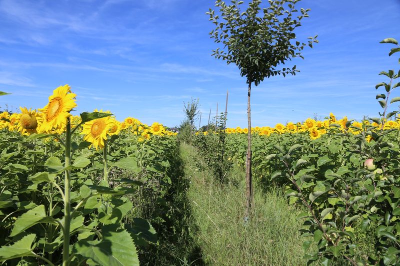 Agroforstsysteme sind auch in der produzierenden Landwirtschaft immer mehr im Trend