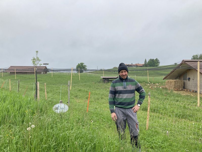 Agroforstsysteme sind auch in der produzierenden Landwirtschaft immer mehr im Trend
