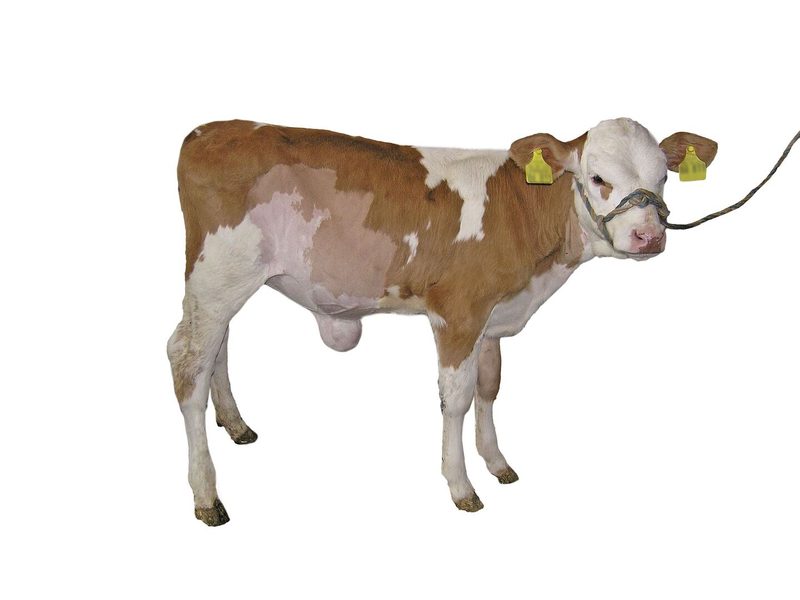 Ein Kalb mit einem stark entzündeten Nabel vor der Operation.