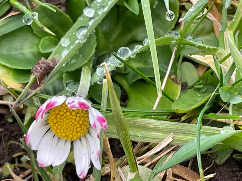 Die Fülle der Natur inspiriert Veronika Iseli zu Fotos, die verzaubern