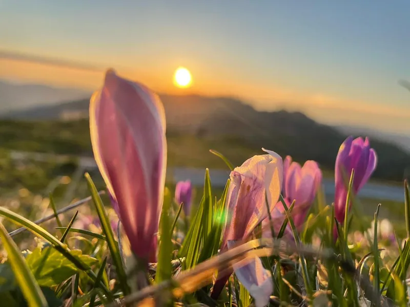 Die Fülle der Natur inspiriert Veronika Iseli zu Fotos, die verzaubern