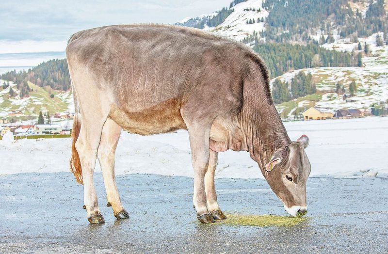 Biniam-Tochter Joyce erreichte mit 7500 Franken den Höchstpreis aller Brown-Swiss-Angebote.