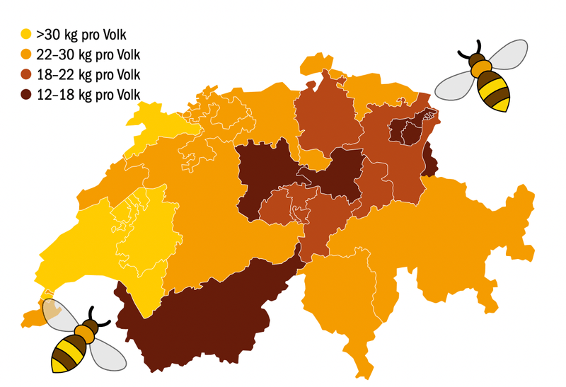 Die diesjährige Honigernte fiel moderat aus
