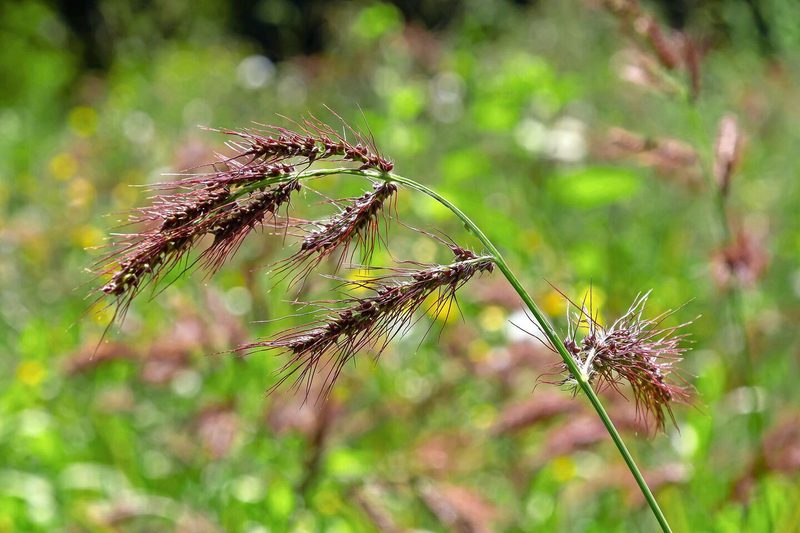 Die Hühnerhirse wächst oft auf trockeneren Kartoffel-, Zuckerrüben- oder Maisflächen.