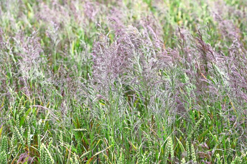 Der Windhalm zeigt saure bis mässig saure Böden an. Man findet ihn in Herbstkulturen.