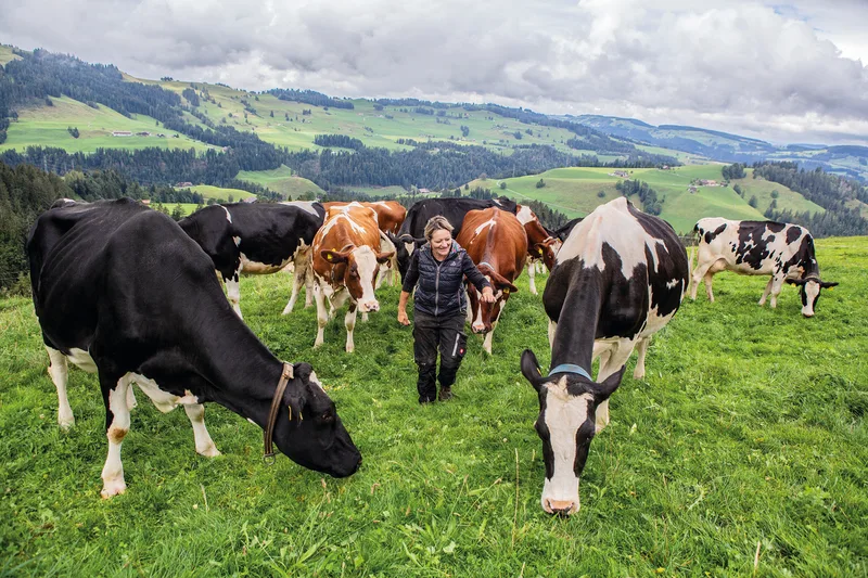 Bei schönem Wetter haben Anna Neuenschwanders Milchkühe Aussicht von Schangnau bis auf den Chasseral. Bild: Pia Neuenschwander