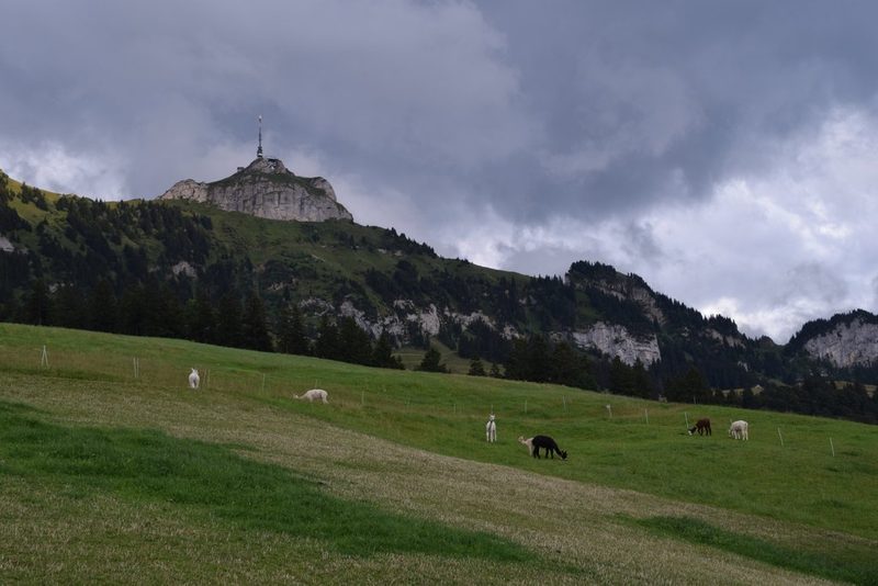 Bei Familie Manser geht sogar der Stier durch den Melkroboter