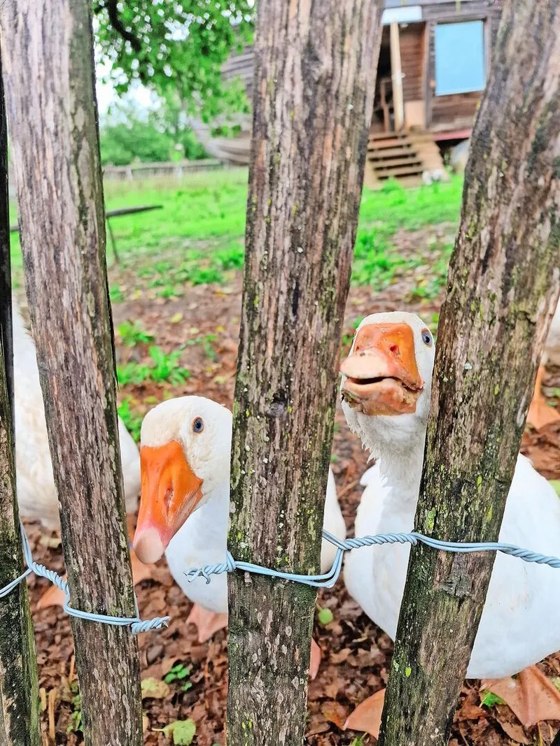 Gänse verteidigen lautstark ihr Revier. Diese Lautstärke hat unter anderen Gründen zu ihrem Rückgang beigetragen.