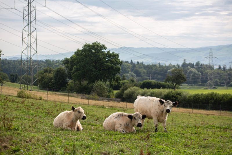 Zum Betrieb gehören auch 20 Galloway-Kühe. Bild: Pia Neuenschwander