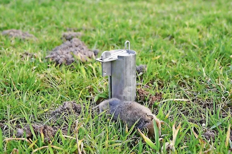 Im Bereich der mechanischen Mäusefallen wird auf landwirtschaftlichen Betrieben häufig die Topcat-Falle eingesetzt.