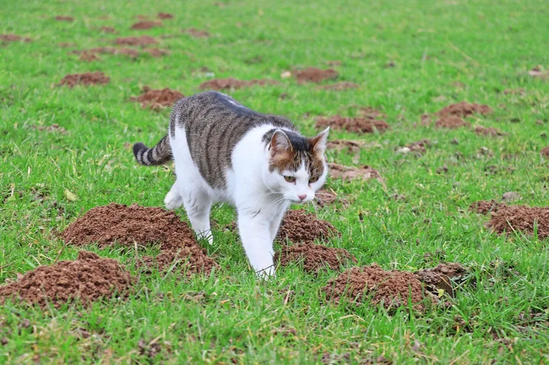 Von Natur aus hervorragende Mäusejäger: gesunde Katzen können pro Tag bis zu 15 Mäuse fangen.