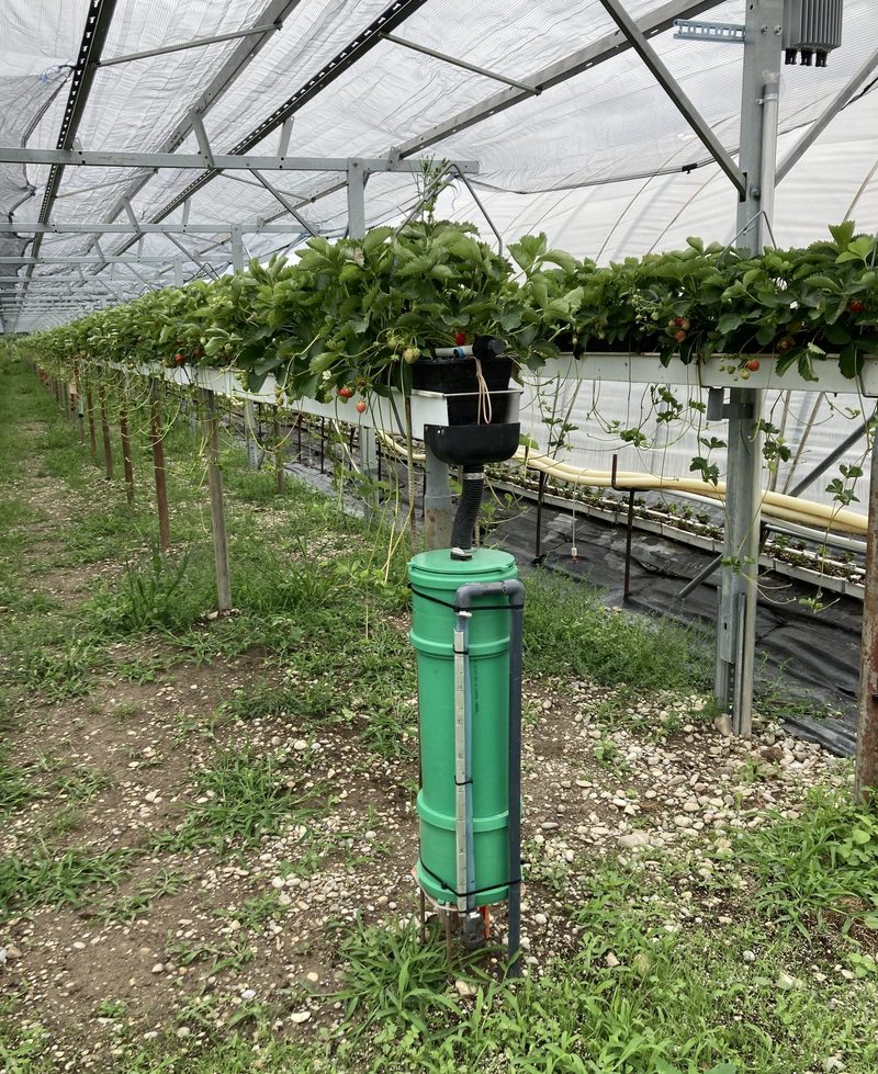 Erdbeeren auf Termin – fast bis Weihnachten