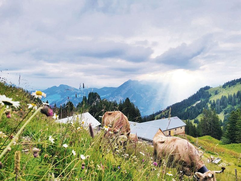 Aussicht von der Oberen Nüenalp. Die Alp ist von Juni bis September Lebensmittelpunkt der Familie.