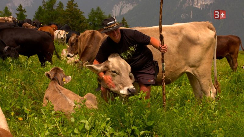 «Bauer, ledig, sucht...»: Martin träumt von einer Rinderfarm in Neuseeland