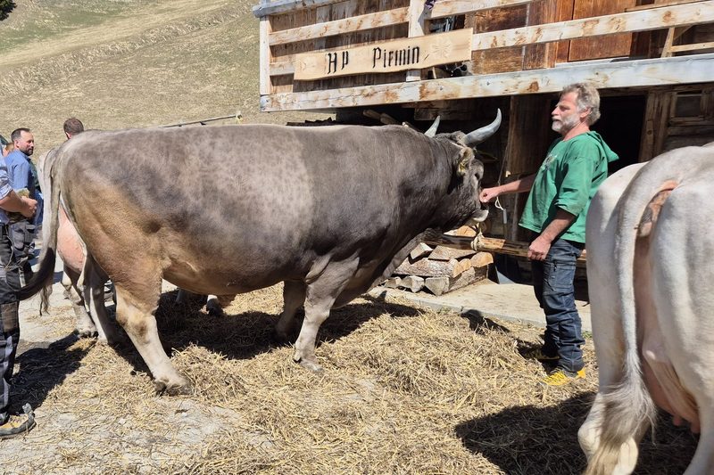 Berner Original-Braunvieh-Züchter präsentieren ihre Natursprung-Genetik