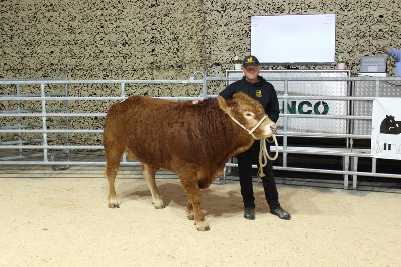 Der Teuerste Stier kostet 7700 Franken