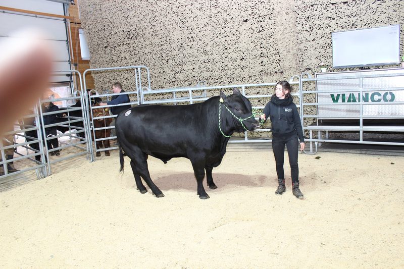 Der Teuerste Stier kostet 7700 Franken