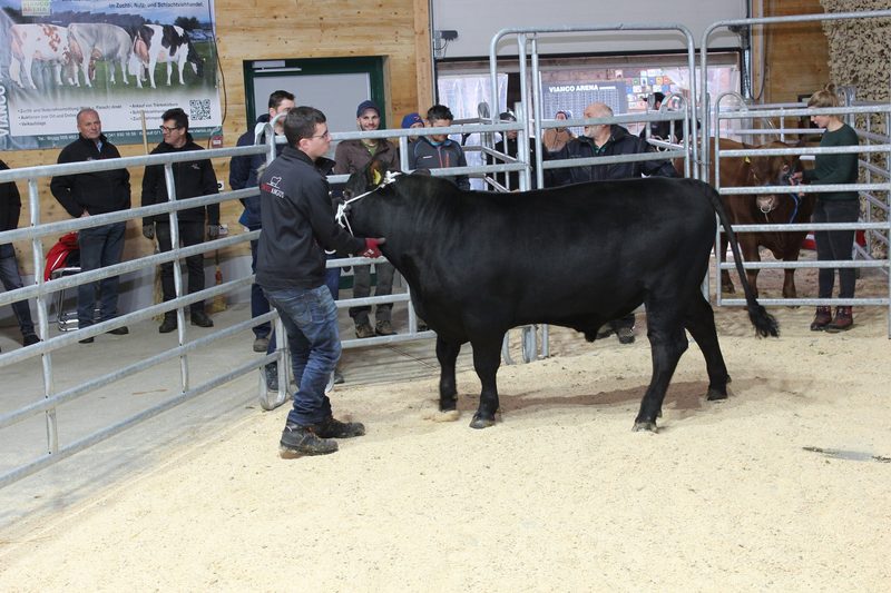 Der Teuerste Stier kostet 7700 Franken