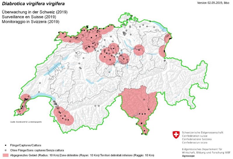 Maiswurzelbohrer: Kanton St. Gallen verbietet teilweise den Anbau
