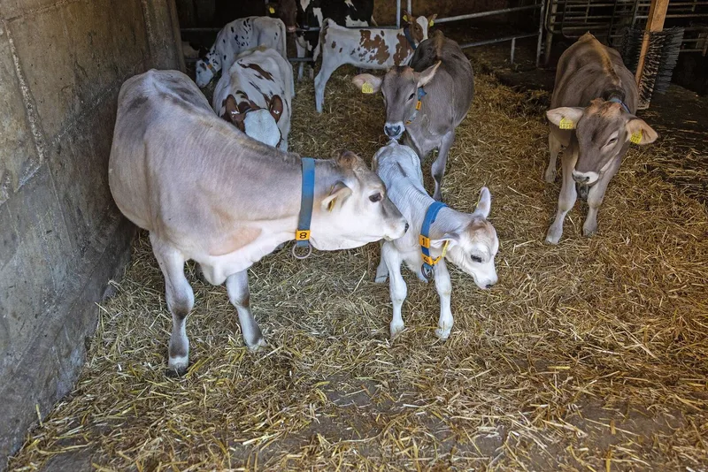 Die älteren Kälber beschnuppern das neu hinzugekommene junge Kalb.