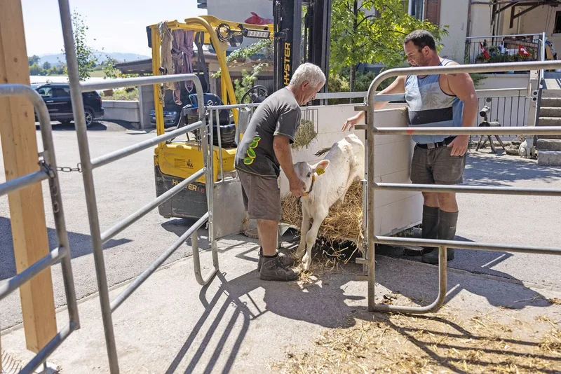 Serge und Jean-Jacques Duperrex locken das Kalb aus der Einzel-Box in den Gruppenstall.