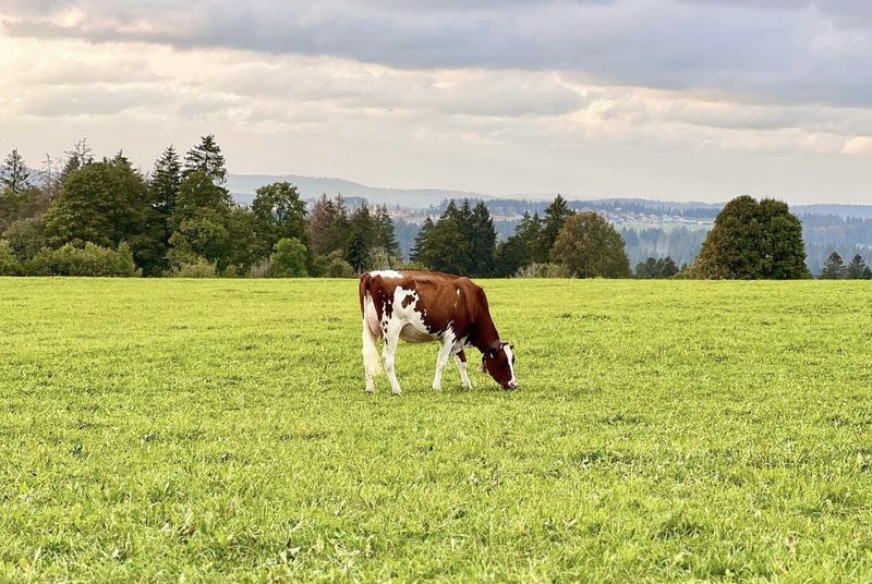 Red-Holstein-Kuh Juju: Ein erfolgreiches Geburtstagsgeschenk