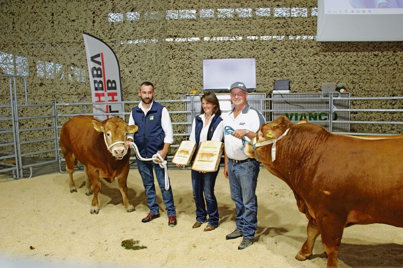 Vizechampion Anton Annen Lm (l.) wurde für Fr. 7000.– versteigert. Der Verkaufspreis beim Champion Burris Cooper (r.) lag darunter.