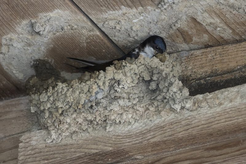 Was tun, wenn ein Vogelnest im Weg ist?