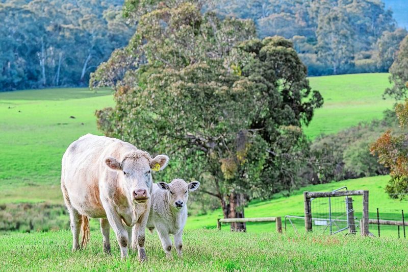 Ihre exotische Lieblingskuhrasse: Australische Murray-Grey-Rinder, die sich durch ihre Hitzetoleranz auszeichnen.