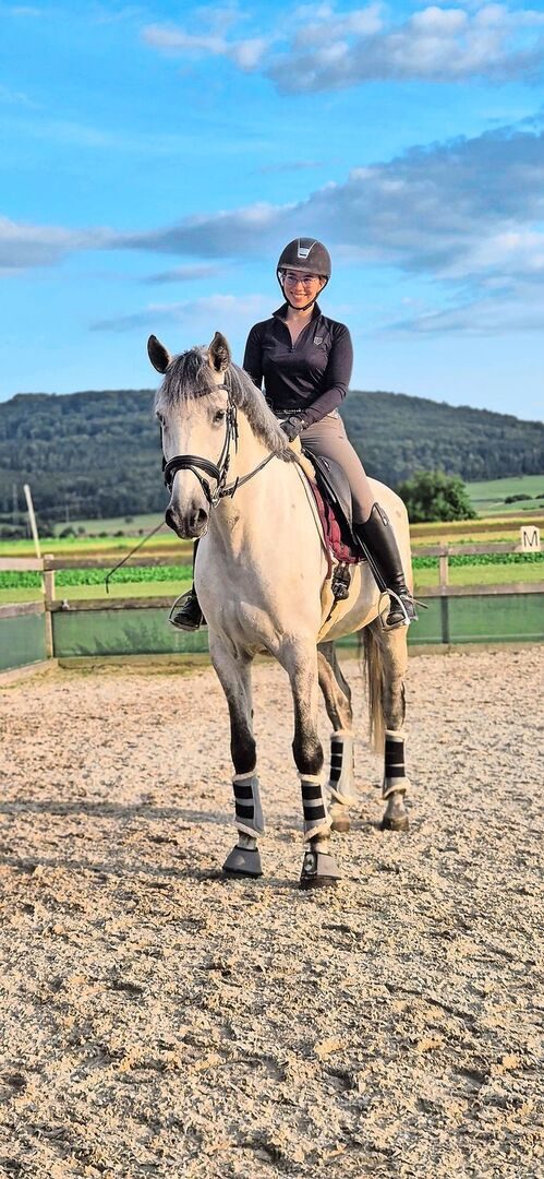 Aus Portugal in die Schweiz: Seit kurzem nennt Laura Kreis den 7-jährigen Lusitano Orgão ihr Eigen. Sie bildet ihn für die Dressur aus.