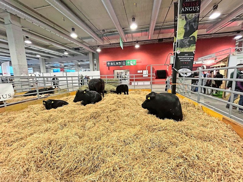 Die Mutterkühe, ihre Kälber und Stier Gomez von Familie Soler liessen es an der Tier & Technik ruhig angehen.