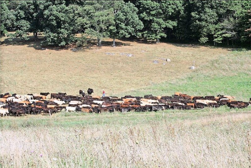 Nachmittags geht es auf eine neue Koppel: Das Mob Grazing sei so präzis, wie wenn die Fläche gemäht würde.