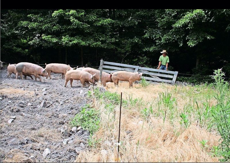 Das Holztor vereinfacht es, die Schweinegruppe zu versetzen.