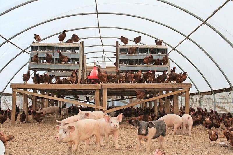 Wie eine Fruchtfolge, aber mit Tieren: auf Rinder folgen Schweine und Hühner