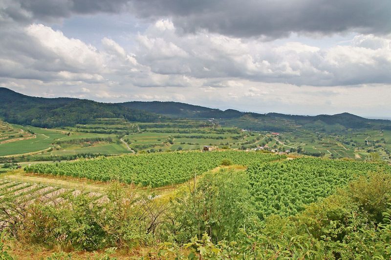 Auf einer Fläche von über 4000 ha gedeihen im deutschen Weinbaugebiet Kaiserstuhl Reben und nochmals Reben.