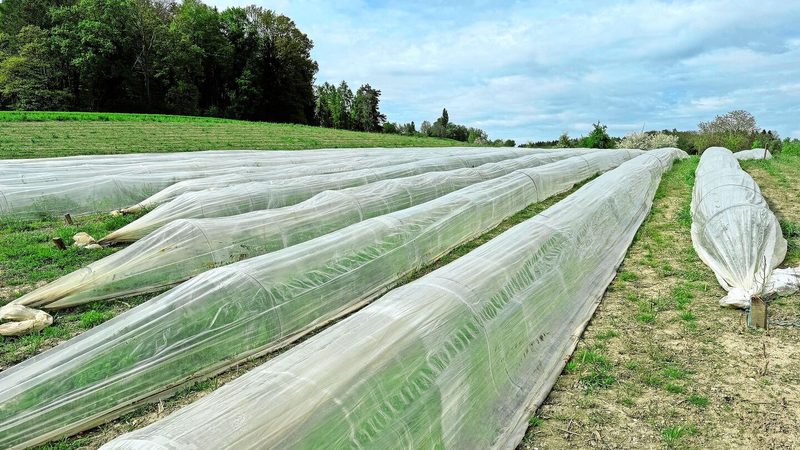 Die Minifolientunnel ermöglichen einen um drei Wochen früheren Erntebeginn bei den Spargeln und vergrössern so das Erntezeitfenster.