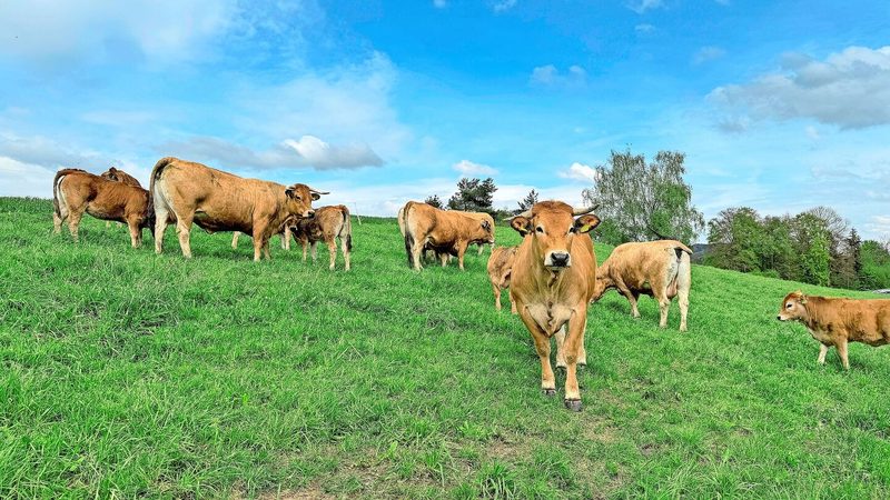 Die Aubrac-Mutterkühe überzeugen durch ihre Genügsamkeit, ihre Fleischigkeit und ihre guten Abkalbeeigenschaften.