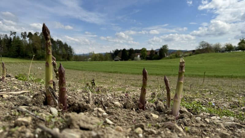 «Die Spargeln bringen die Kunden auf unseren Betrieb»