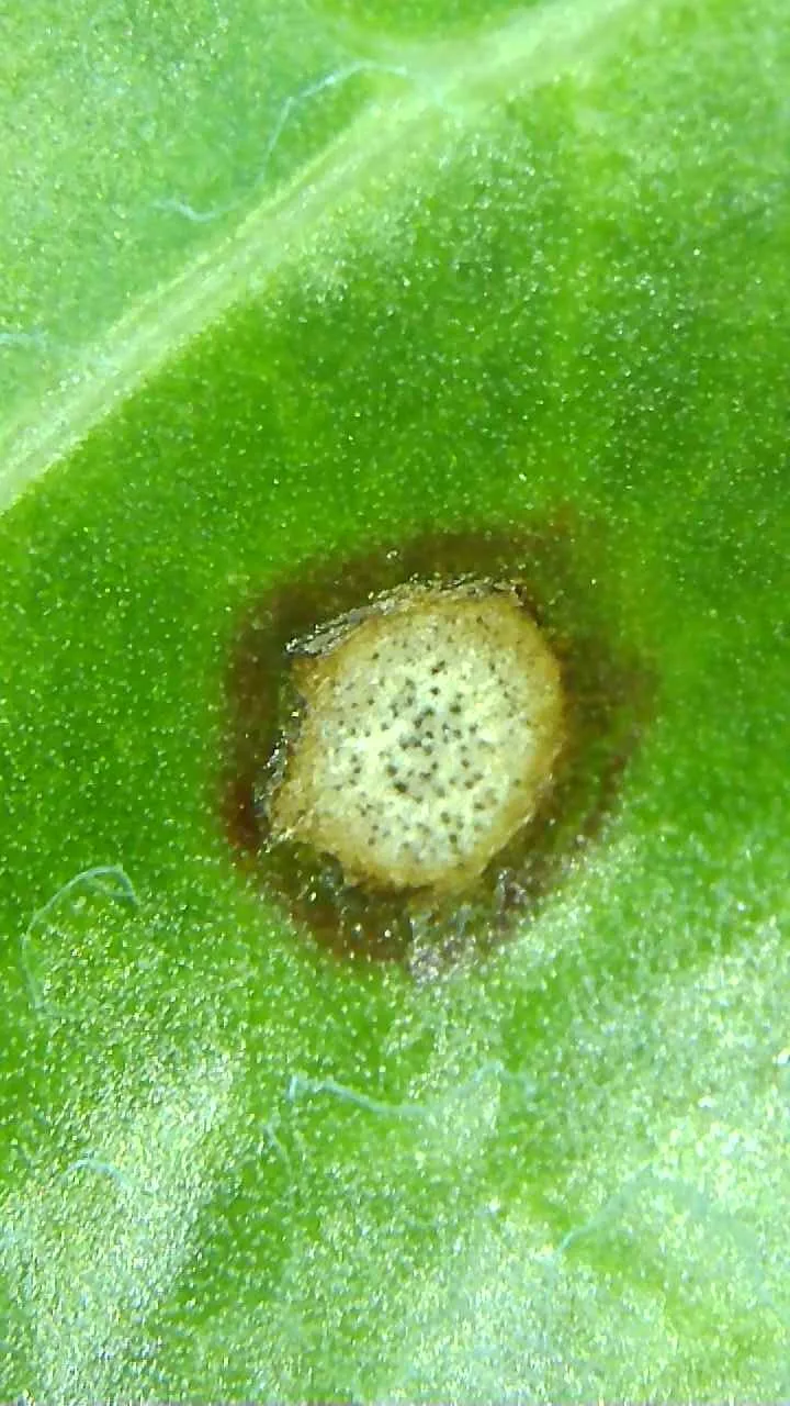 Erste Befälle mit Cercospora-Blattflecken entdeckt
