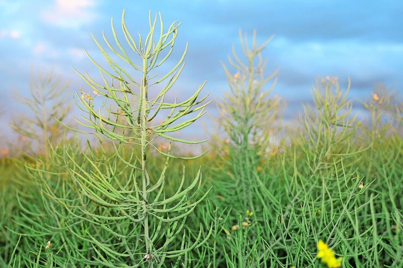 Der Raps im Fokus: an der Versuchsbesichtigung der Landi Agro drehte sich vieles um die nachgefragte Ölpflanze.