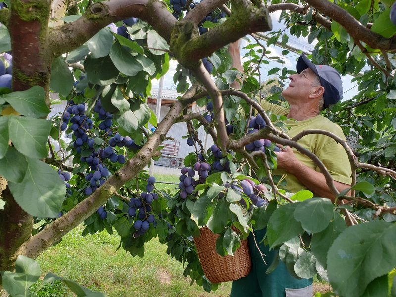 Obst-Profis prüfen vor der Ernte die inneren Werte ihrer Früchte