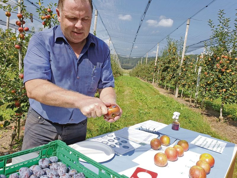 Für die Qualität von Lagerobst ist der richtige Pflückzeitpunkt entscheidend: Obstbaufachmann Daniel Schnegg vom LZ Liebegg nimmt eine Reifeindexprüfung an Cox Rennhard vor.