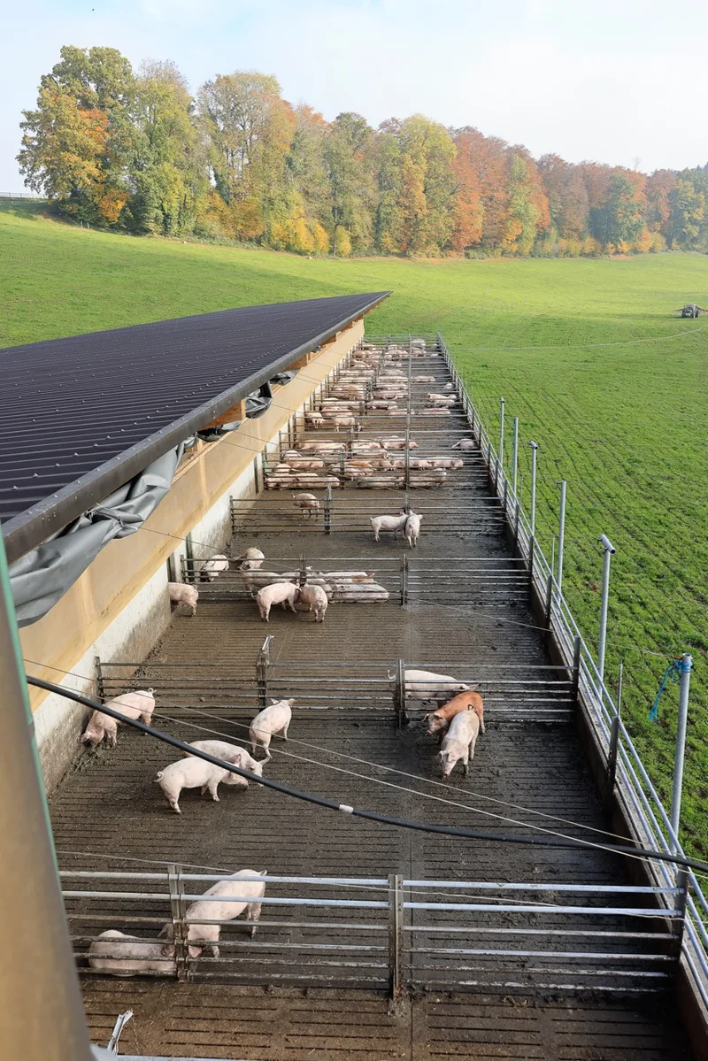 Ein Rührwerk vor dem Auslauf treibt die Gülle in einem Slalomsystem durch die insgesamt 240 m langen und einen Meter tiefen Kanäle. Bild: Peter Röthlisberger