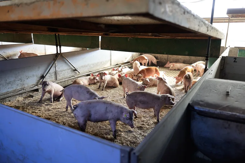 Geöffnete Liegekisten im Pigport: Eine Seilwinde zieht die Decke nach oben. Die Schweine wärmen ihren Liegebereich selber auf. Bild: Peter Röthlisberger
