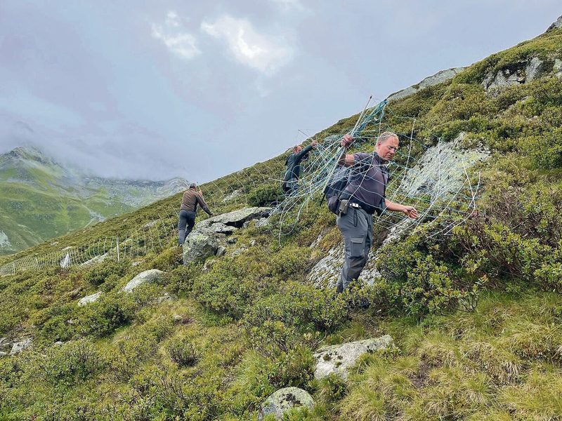 Nach einem Rissvorfall helfen die Wildhüter dem Alpmeister, den Zaun des Nachtpferchs zu verstellen.